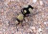 Dasylabris sp.